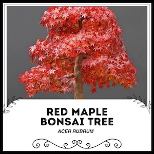May include: A red maple bonsai tree with vibrant red leaves. The tree is in a pot and has a thick trunk. The text "RED MAPLE BONSAI TREE ACER RUBRUM" is below the tree.