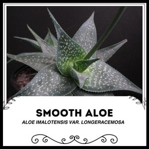 Smooth Aloe - Aloe imalotensis var. longeracemosa - Rare Succulent Plant Seeds - Red aloe, Green-Black, Pink aloe, Satin Aloe, Polished Aloe