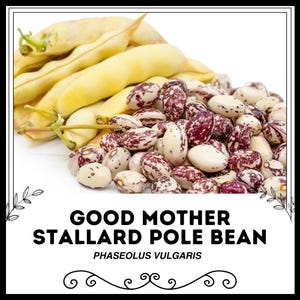 May include: A close-up of Good Mother Stallard Pole Bean seeds. The seeds are white with red speckles and are surrounded by yellow runner beans.