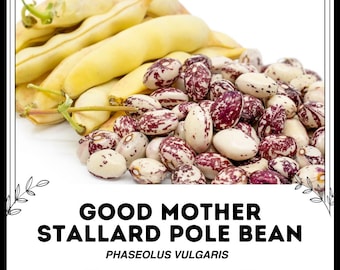 Frijol de enrame Stallard de la Buena Madre - Phaseolus vulgaris - Vegetal ancestral poco común