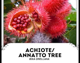 Peut inclure: Gros plan sur un fruit rouge d'achiote/annatto, également connu sous le nom de Bixa orellana, avec sa coque extérieure rouge et piquante et ses graines visibles à l'intérieur.