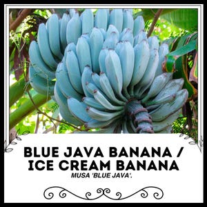Könnte beinhalten: Ein Bund blauer Java-Bananen, auch bekannt als Eiscreme-Bananen, die an einem Baum wachsen. Die Bananen haben eine hellblaue Farbe und eine glatte, glänzende Oberfläche. Der Text "MUSA 'BLUE JAVA'" steht unter den Bananen.