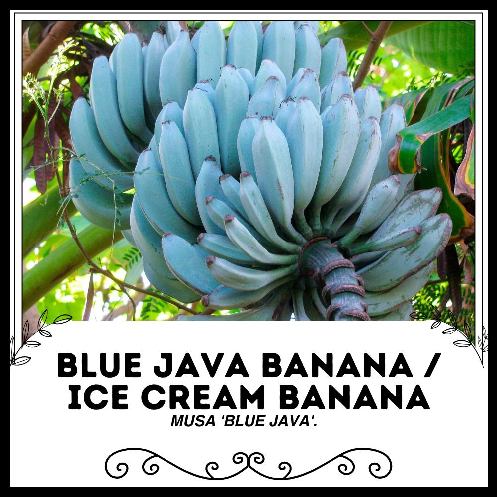 Blue Java Banana / Ice Cream Banana - Musa 'blue Java