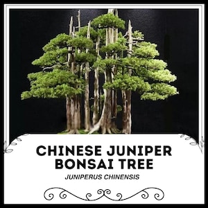 May include: A Chinese Juniper Bonsai Tree, also known as Juniperus Chinensis, is a small, green tree with multiple trunks and a dense canopy. The tree is potted in a brown pot and is displayed against a black background.