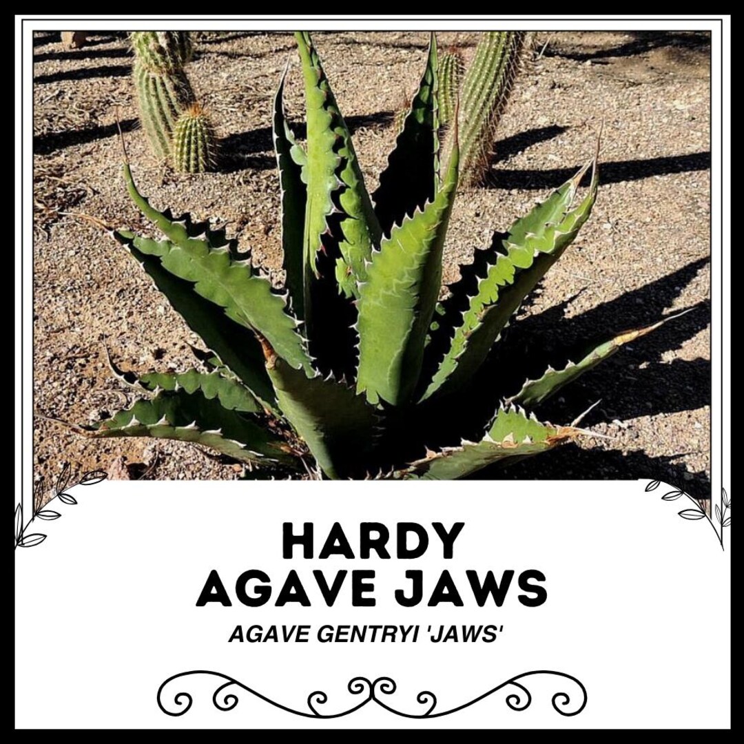 Hardy Agave Jaws - Agave Gentryi 'jaws' - Rare 'succulent' Seeds -  Sharkskin Agave, Green-yellow, Black Spined Agave,agave Gentryi 'toothed' -  Etsy Israel