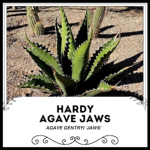 Hardy Agave Jaws - Agave gentryi &#39;jaws&#39; - Semi rari &#39;succulenti&#39; - Agave pelle di squalo, verde-giallo, Agave con spine nere, Agave gentryi &#39;dentata&#39;
