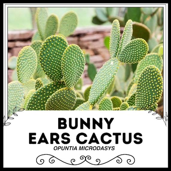 Hasenohren Kaktus - Opuntia microdasys - Seltene 'Kaktus' Samen -  Hasenkaktus, Gelb-Grn, Polka Dot Cactus, Cactaceae, Fluss Banksia - Etsy  Schweiz