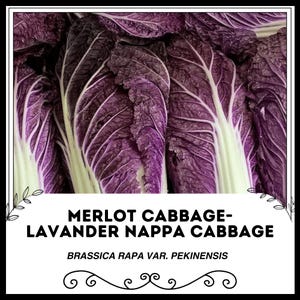 Puede incluir: Primer plano de una cabeza de col china morada, también conocida como col Merlot o col china lavanda. El nombre científico es Brassica rapa var. pekinensis.
