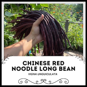 Può includere: Un mazzo di fagiolini lunghi, sottili e di colore rosso-viola, noti anche come fagiolini rossi cinesi o Vigna unguiculata.