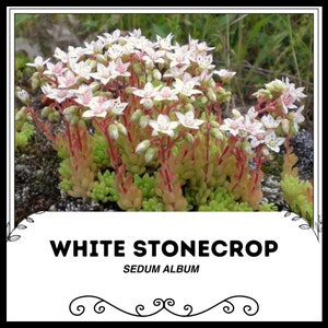 White Stonecrop - Sedum album - Rare &#39;Succulent&#39; Seeds - Ghost Plant, White-Green, Widows Cross, Crassulaceae, White Two-Row Stonecrop