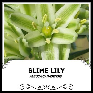 Slime Lily - Albuca canadensis - Rare Succulent &#39;Plant&#39; Seeds - Red leaved gasteria, Green-White, Gasteria verrucosa Rubra, genus Lilium