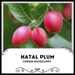 Natal Plum - Carissa macrocarpa - Rare &#39;Fruit&#39; Seeds - Carissa Plum, Pink-Green, South African Plum, Natal Wild Plum, Amatungulu Berry