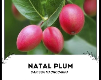 Natal Plum - Carissa macrocarpa - Semillas raras de 'fruta' - Carissa Plum, Pink-Green, South African Plum, Natal Wild Plum, Amatungulu Berry