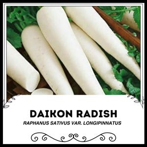 Daikon Radish - Raphanus Sativus var. longipinnatus - Rare Heirloom Vegetable