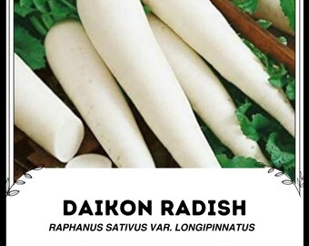 Può includere: Primo piano di diversi ravanelli daikon bianchi, un tipo di ravanello bianco lungo, con foglie verdi. Il testo "DAIKON RADISH RAPHANUS SATIVUS VAR. LONGIPINNATUS" è visualizzato sotto i ravanelli.