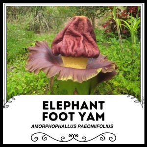 Yam del piede di elefante - Amorphophallus Paeoniifolius - Semi di &#39;pianta&#39; rari - Yam di elefante, marrone-giallo, arum gigante a macchie bianche, giglio voodoo