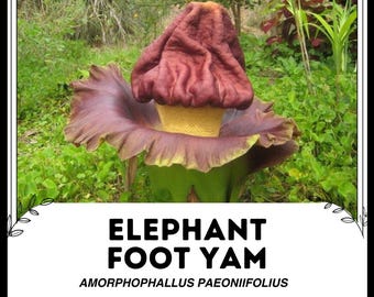 Elefanten-Fuß-Yam - Amorphophallus Paeoniifolius - Seltene 'Pflanzen'-Samen - Elefanten-Yam, Braun-Gelb, Weissfleck-Riesen-Arum, Voodoo-Lilie