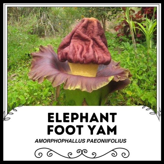 Elephant Foot Yam - Amorphophallus Paeoniifolius - Rare 'plant' Seeds - Elephant  Yam, Brown-yellow, Whitespot Giant Arum, Voodoo Lily - Etsy Israel