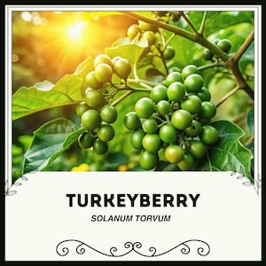 Turkeyberry - Solanum torvum - Rare &#39;Fruit&#39; Seeds
