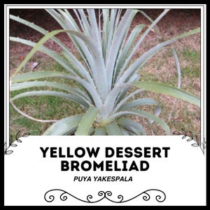 Yellow Dessert Bromeliad - Puya yakespala - Rare &#39;Bromeliad&#39; Seeds - Yellow Amaranth, Ananas Comosus, Spanish Moss, Tillandsia Usneoides