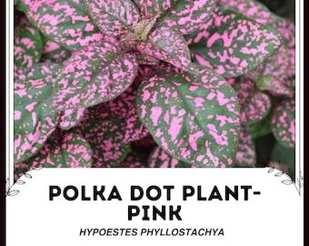 Pink Polka Dot Plant - Hypoestes phyllostachya -  Rare and Exotic Plants Seeds