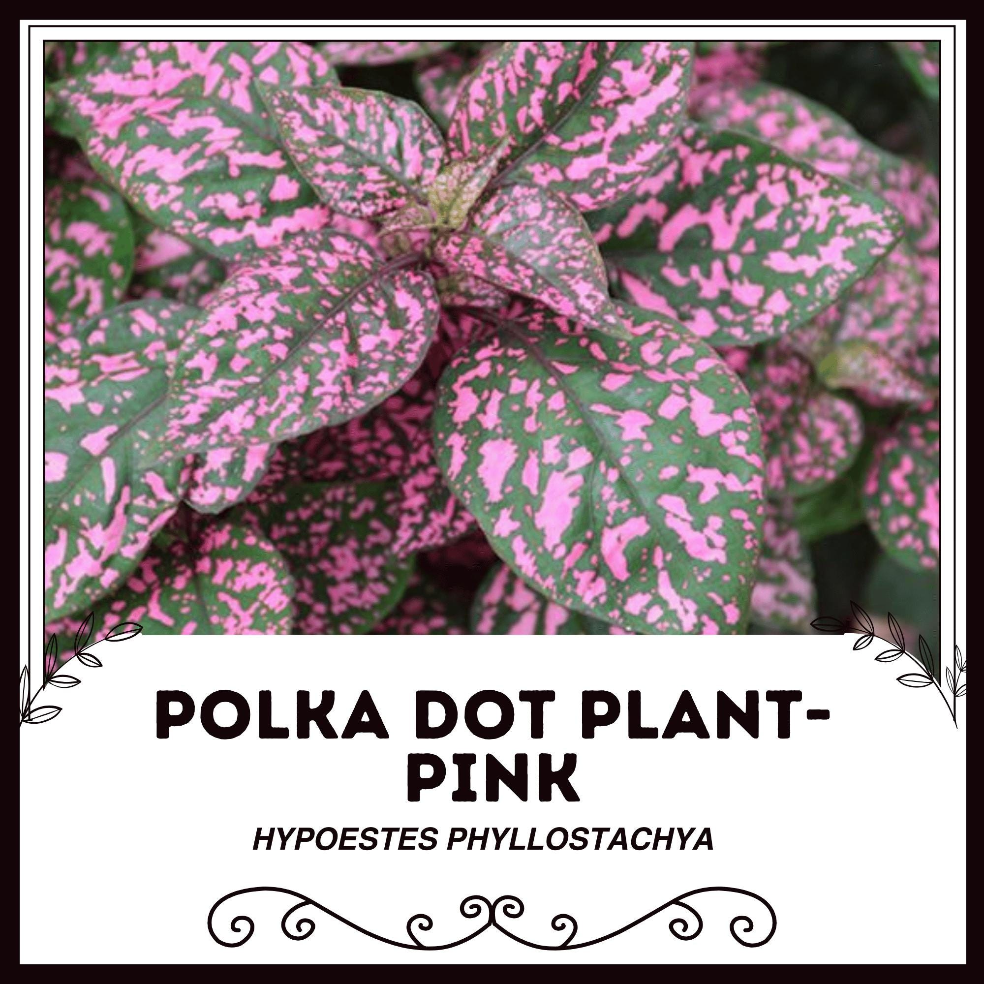 Pink princess philodendron seeds - Etsy sterreich