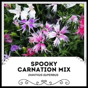 Könnte beinhalten: Eine Mischung aus rosa, weißen und violetten Nelken mit gefranstem Blütenblatt. Die Blumen sind in einem Strauß angeordnet und haben ein gruseliges Thema. Der Text "Spooky Carnation Mix Dianthus Superbus" wird unter den Blumen angezeigt.