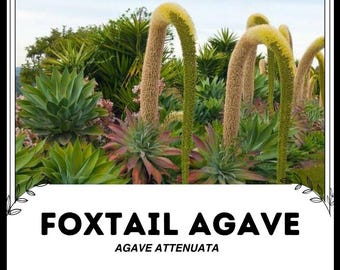 Agave coda di volpe - Agave attenuata - Semi 'Pianta' rari - Pianta secolare senza spina dorsale, Verde-Giallo, Agave coda di leone, Asparagaceae, Agave Cowhorn