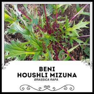 Beni Houshli Mizuna - Brassica rapa - Seltenes altes Gemüse