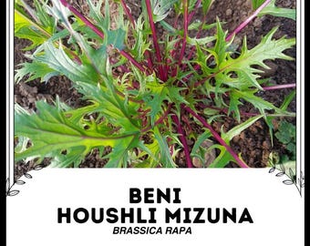 Beni Houshli Mizuna - Brassica rapa - Vegetal de herencia rara