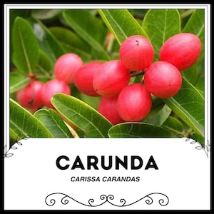 May include: Close-up of a Carunda tree branch with bright red, round fruits. The text "CARUNDA" and "CARISSA CARANDAS" is displayed below the image.