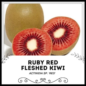 Puede incluir: Primer plano de un kiwi de pulpa roja rubí, cortado por la mitad, revelando la pulpa roja brillante con semillas negras. El kiwi está etiquetado como "Kiwi de pulpa roja rubí Actinidia Sp. 'RED'".