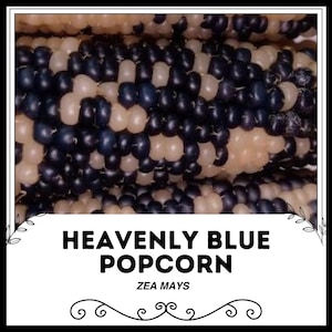 Puede incluir: Primer plano de una mazorca de maíz con granos que son mitad blancos y mitad azules. El texto "HEAVENLY BLUE POPCORN ZEA MAYS" está debajo de la imagen.
