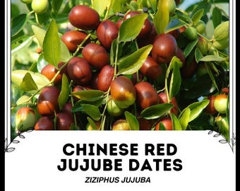 Dátiles de azufaifa roja china - Ziziphus Jujuba - Semillas raras de 'fruta' - fruta de azufaifa, dátil coreano, marrón-verde, dátil indio, azufaifo chino