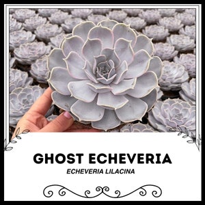 Ghost Echeveria - Echeveria lilacina - Seltene &#39;Sukkulenten&#39; Samen - Hennen und Küken, mexikanischer Schneeball, weiße mexikanische Rose, weiße Echeveria