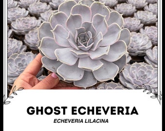 Spök-Echeveria - Echeveria lilacina - Sällsynta 'Suckulent' Frön - Hönor och kycklingar, Mexikansk snöboll, Vit mexikansk ros, Vit Echeveria