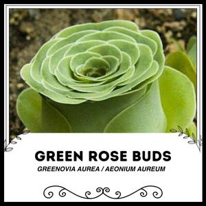 Pąki zielonej róży - Greenovia aurea / Aeonium aureum - Rzadkie nasiona &#39;Sukulent&#39; - Róża, Róża szmaragdowa, Róża chartreuse, Zielono-żółta, Zielony lód