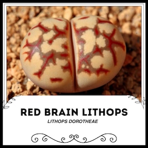 Red Brain Lithops - Lithops dorotheae - Rare &#39;Succulent&#39; Seeds - Red Lithopsa, Orange-Yellow, Pride of Barbados, Scarlet Living Stones