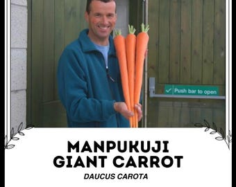 Manpukuji jättemorot - Daucus carota - Sällsynt kulturarvsgrönsak