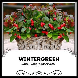 Wintergreen - Gaultheria procumbens  - Rare &#39;Fruit&#39; Seeds - Eastern Teaberry, Red-Green, Checkerberry, Mountain Tea, Aromatic Wintergreen