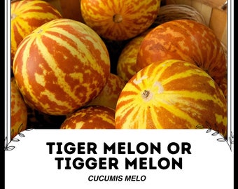 Melón tigre o melón Tigger - Cucumis melo - Semillas raras de 'fruta' - Melón ojo de tigre, amarillo-naranja, melón rayado, melón abigarrado, melón cebra