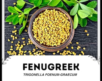 Bockshornklee - Trigonella foenum-graecum - Seltenes altes Gemüse