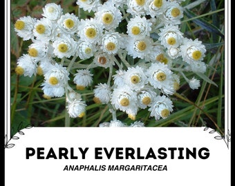 Perlmutt-Everwig - Anaphalis Margaritacea - Seltene 'Pflanzensamen' - Anaphalis, Perlmutt-Immortelle, Perlmutt-Walnuss