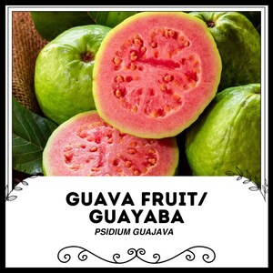 タイ産グアバアップルシード、PSIDIUM GUAJAVA、新鮮な種子15個、甘い