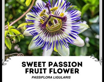 Süße Passionsfruchtblume - Passiflora Ligularis - Seltene 'Frucht'-Samen - Passionsblume, Maypop, Passiflora Incarnata, Lila Passionsblume