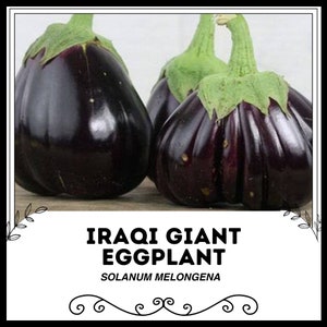 Iraqi Giant Eggplant - Solanum melongena - Rare Heirloom Vegetable
