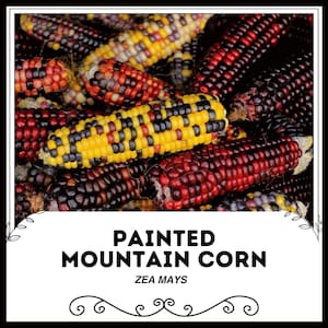 Könnte beinhalten: Nahaufnahme eines Stapels bunten Painted Mountain Corn, auch bekannt als Zea Mays. Die Maiskolben sind eine Mischung aus roten, gelben, schwarzen und weißen Körnern.