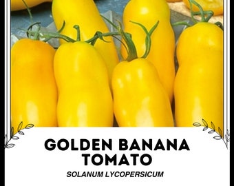 Goldene Bananentomate - Solanum lycopersicum - Seltenes Erbgemüse