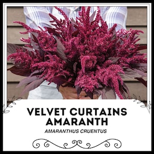 Velvet Curtains Amaranth - Amaranthus cruentus - Rare &#39;Plant&#39; Seeds - Red Amaranth, Red-Pink, Purple Amaranth, Fountain Plant,Blood Amaranth