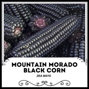 Mountain Morado Black Corn - Zea mays - Rare Heirloom Vegetable